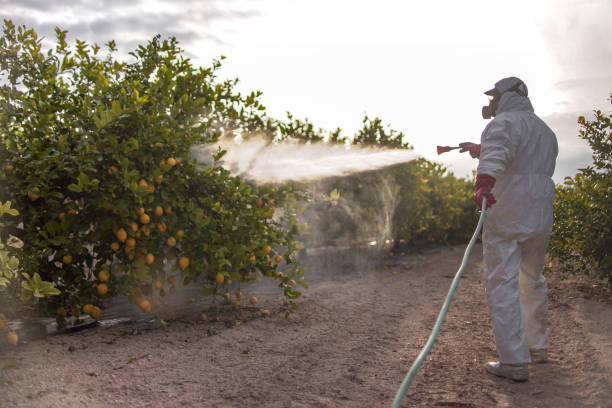 Best Wasp Removal Services  in Palatine, IL
