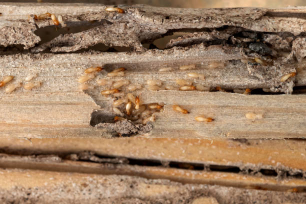 Best Affordable Pest Control Services  in Palatine, IL