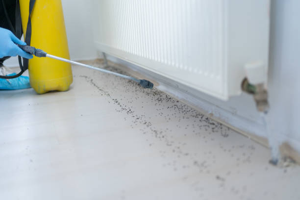 Best Termite Control Services  in Palatine, IL